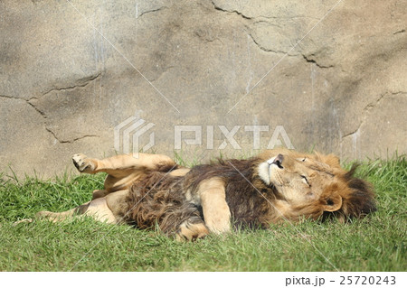 昼寝中のライオン 25720243