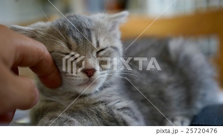 撫でられて気持ちよさそうなスコティッシュフォールドの仔猫 25720476
