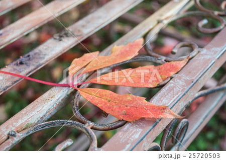 autumnal red leaf of ivy on a metallic bench autumnal red leaf of ivy on a metallic bench 25720503