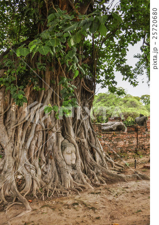ワット・マハタート 菩提樹 25720680