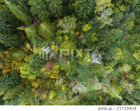 森林の空撮（真俯瞰） 25720838