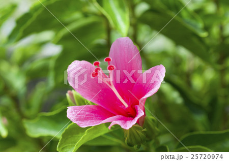 ハイビスカス ハイビスカス 25720974