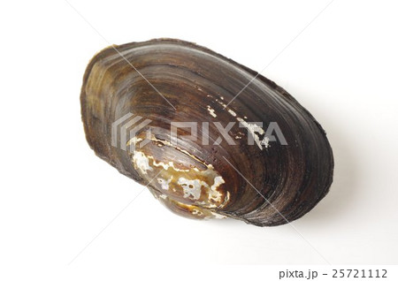 淡水の貝　ドブガイ（Ｂ型のタガイ）　俯瞰 25721112