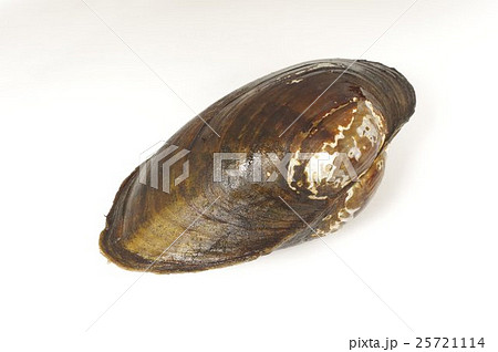 淡水の貝　ドブガイ（Ｂ型のタガイ）　俯瞰 25721114