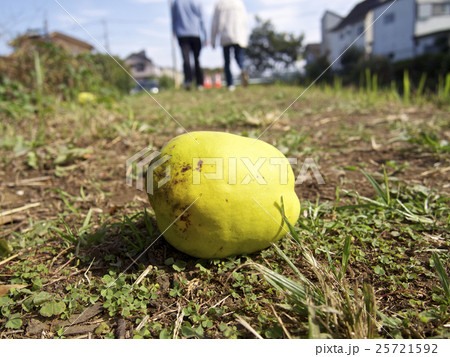 カリンの実 25721592