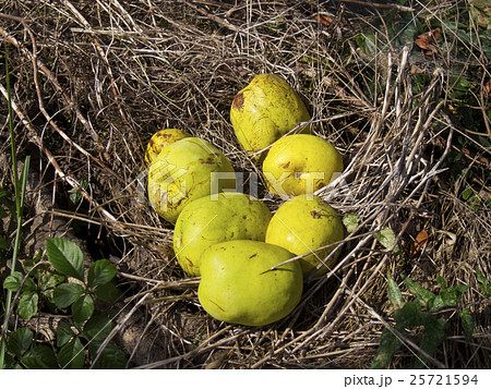 カリンの実、複数 カリンの実、複数 25721594
