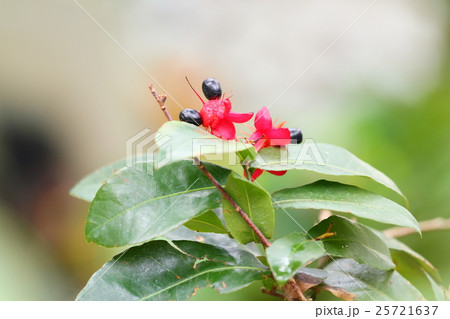 ミッキーマウスの木の花 25721637