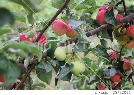 Red ripe apples on branch 20518 25722095