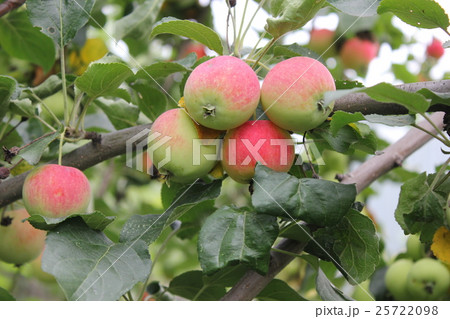 Red ripe apples on branch 20524 Red ripe apples on branch 20524 25722098