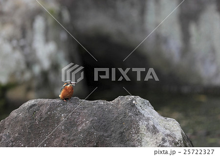 カワセミ カワセミ 25722327