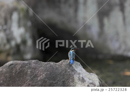 カワセミ 25722328