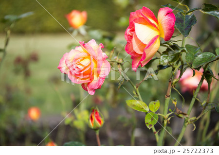 英国庭園のバラ 25722373