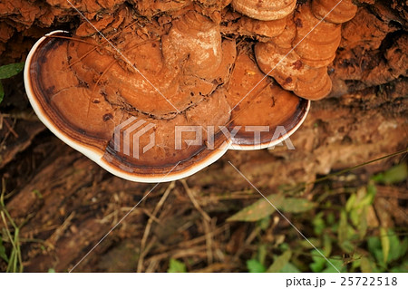 コフキサルノコシカケ 25722518