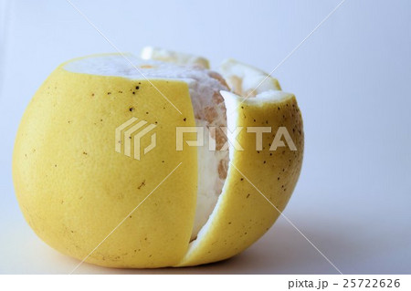 河内晩柑 25722626
