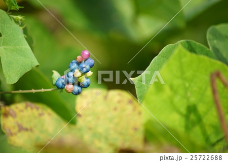 イシミカワの実 25722688