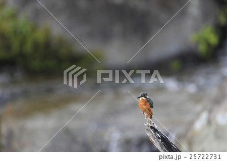 カワセミ カワセミ 25722731