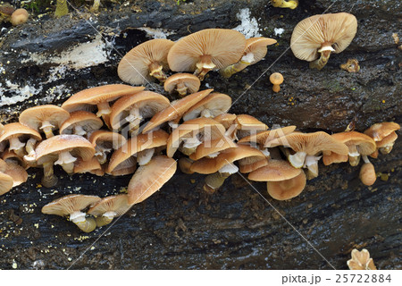 ナラタケ 25722884