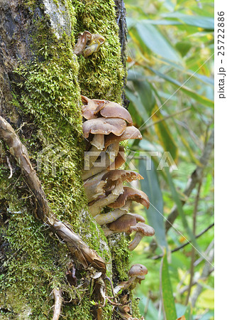 ナラタケ 25722886