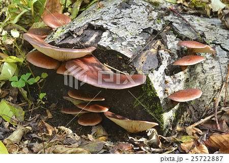 ツキヨタケ 25722887