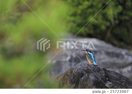 カワセミ カワセミ 25723067