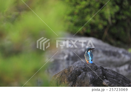 カワセミ 25723069