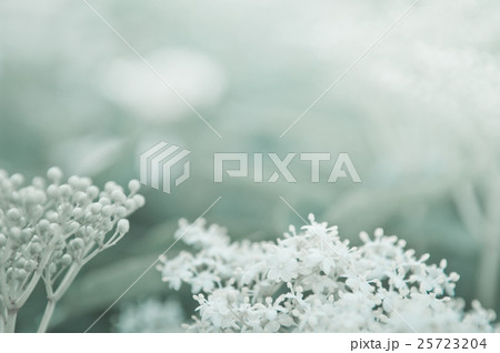 Flowers elderberry, Sambucus nigra, copy space Flowers elderberry, Sambucus nigra, copy space 25723204