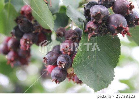 Shadberry with leaves and berrys 20477 Shadberry with leaves and berrys 20477 25723322
