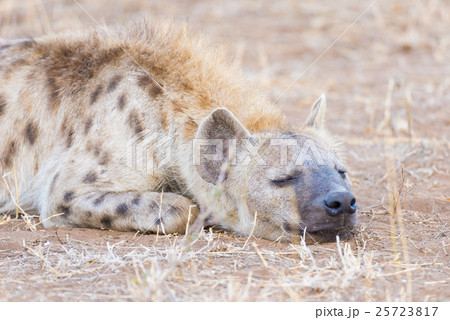 Close up and portrait of a cute Spotted Hyena Close up and portrait of a cute Spotted Hyena 25723817