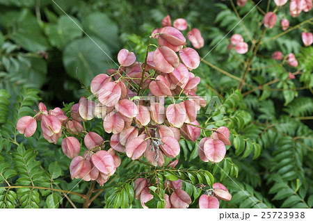 タイワンモクゲンジ 25723938
