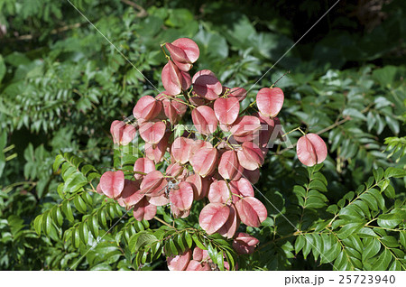 タイワンモクゲンジ 25723940