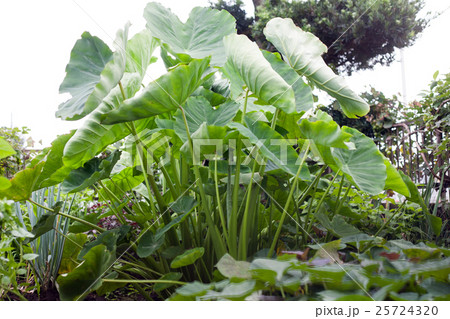 里芋の栽培の写真素材
