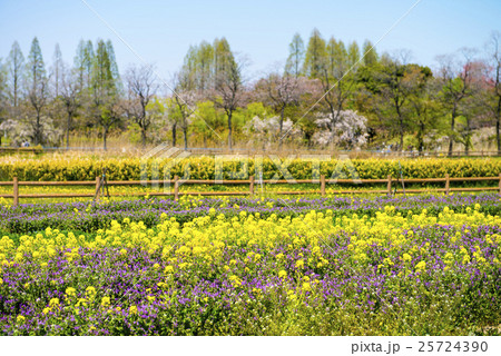 名古屋の都市風景・庄内緑地公園 名古屋の都市風景・庄内緑地公園 25724390