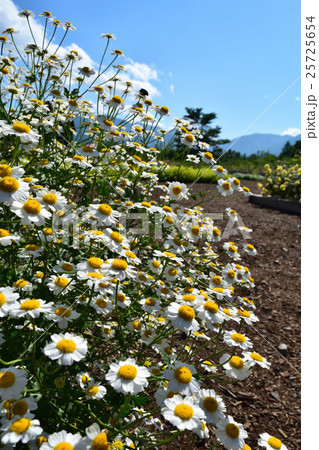 カモミール 25725654