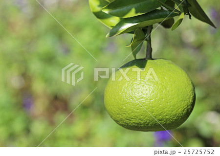 夏みかん  夏みかん  25725752