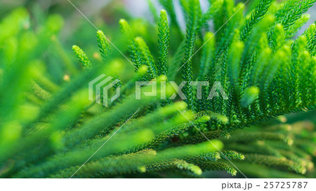 Norfolk Island Pine Tree (soft focus) 25725787