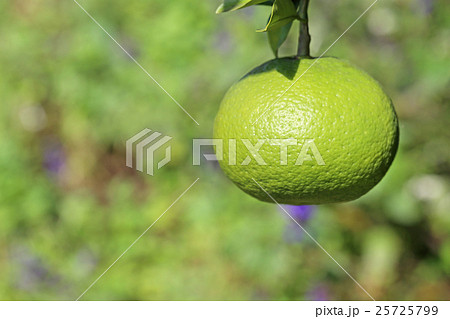 夏みかん  25725799