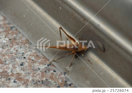 バッタ キリギリス イナゴ 25726074
