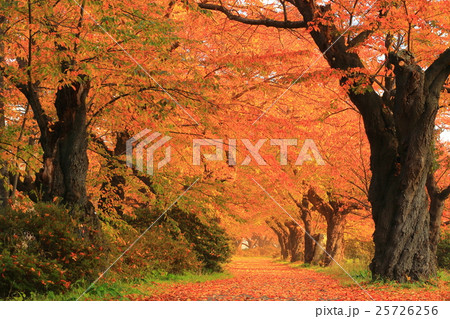 展勝地　桜並木の紅葉 25726256
