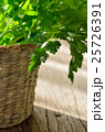 Parsley plant 25726391
