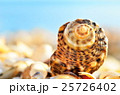 Seashells on the beach 25726402