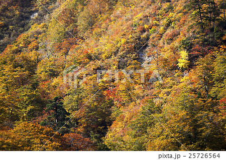 秋田県大仙市 真木・真昼県立自然公園 川口渓谷の紅葉 秋田県大仙市 真木・真昼県立自然公園 川口渓谷の紅葉 25726564