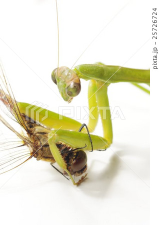 トンボを捕食するカマキリの写真素材