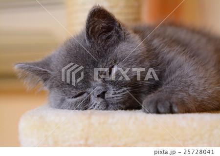 子猫 子猫 25728041