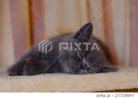 子猫 25728047