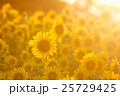 座間のひまわり畑 25729425
