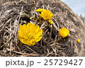 野生の福寿草 25729427