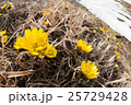 野生の福寿草 25729428