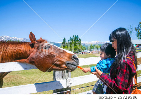 牧場 馬に餌をあげる子供の写真素材