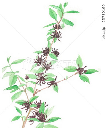 黒蝋梅１のイラスト素材