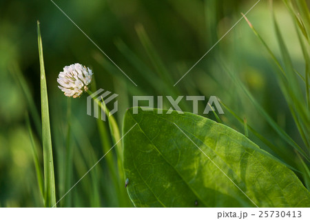 clover flower in a grass. clover flower in a grass. 25730413
